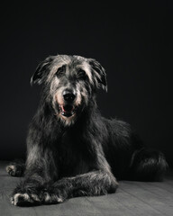 Irish wolfhound on dark background, studio shot