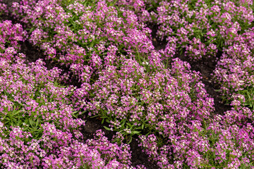 Fototapeta premium purple alyssum, Lobularia flowers in summer garden