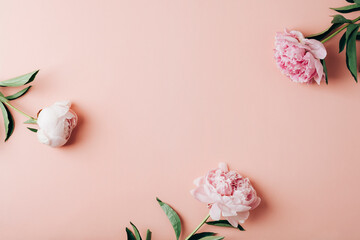 Three peony flowers on pink background. Top view, flat lay, copy space