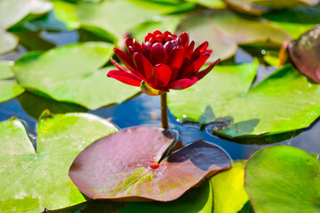 Black Princess Water Lily among green leaves in Pond or lake, dark red Nymphaea lotus © lanara@bk.ru