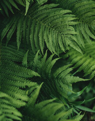 green fern leaves petals background. Vibrant green foliage. Tropical leaf. Exotic forest plant....