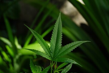 photo of cannabis in the garden