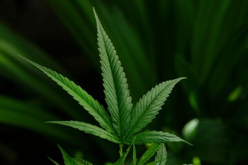 Naklejka na ściany i meble photo of cannabis in the garden