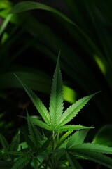 photo of cannabis in the garden