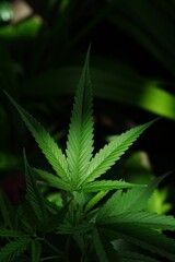 photo of cannabis in the garden