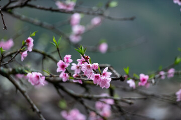 Peach Blossoms in Vietnam, at Ha Giang