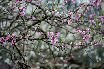 Peach Blossoms in Vietnam, at Ha Giang