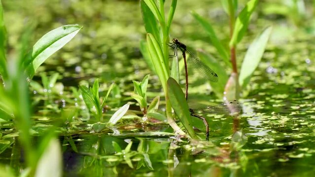 Large Red Damselflies Egg Laying on Water Forget-me-not
