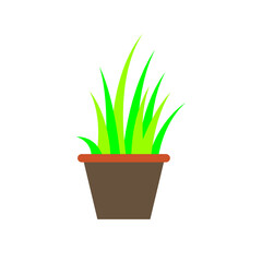 plant in a pot