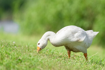 side view of white goose standing on green grass