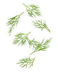 Falling Dill isolated on white background, full depth of field, clipping path