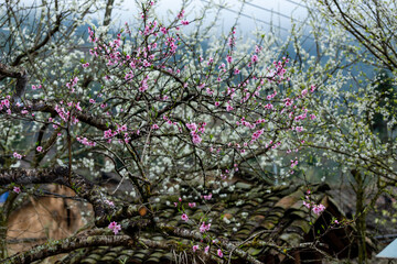 Peach Blossoms in Vietnam, at Ha Giang