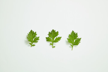 Mugwort decorated in white background , green leaf using for goods of health , nature leaf content
