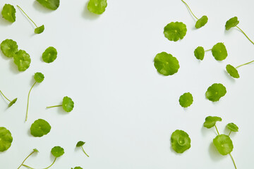 Gotu kola decorated in white background , nature leaf benefit for health and skin care ,nature health content