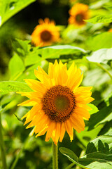 Obraz premium 夏の風景 向日葵