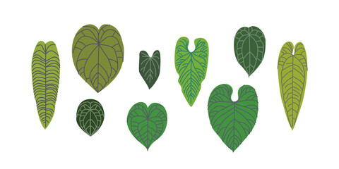 Fototapeta premium Set of tropical leaves. Tropical exotic plant. Anthurium leaves set isolated on white background.
