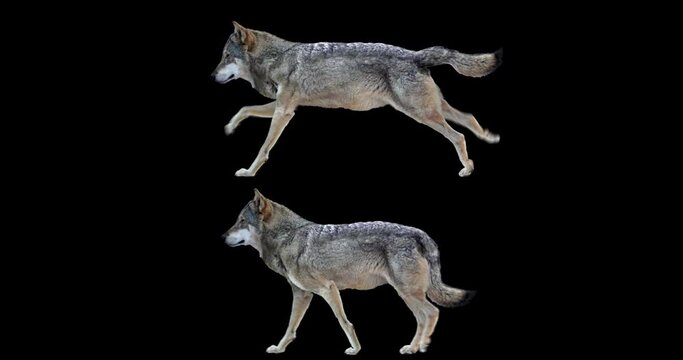 Set of wolf walking and running realistic animation. Isolated animal video including alpha channel allows to add background in post-production. Element for visual effects.