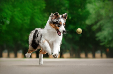 Australian Shepherd dog lovely portrait in the park
