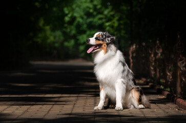 Australian Shepherd dog lovely portrait in the park
