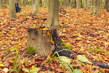 Autumn landscape with a stump in the spotlight