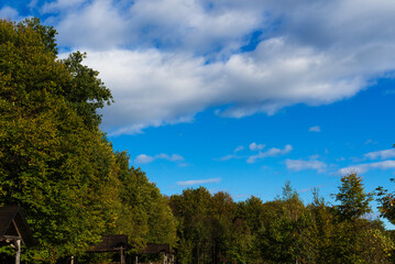 Country autumn landscape on the edge of the forest