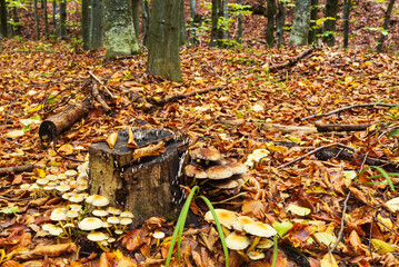Autumn landscape outdoors in the forest area