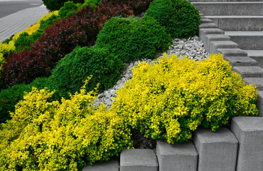 żółte, zielone i brązowe krzewy ozdobne przy schodach, żółta Spiraea japonica,  designer garden - obrazy, fototapety, plakaty
