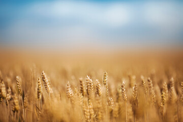 Fototapeta premium Yellow agriculture field with ripe wheat and blue sky with clouds over it.