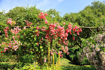 Fototapeta na wymiar climbing rose bush in a pretty country garden.