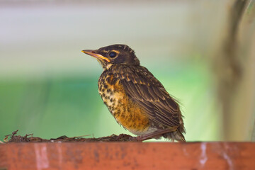 The second brood of Robin Chicks this Summer in Upstate NY.  Last of 3 chicks to leave the nest.