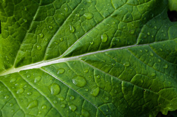 Mustard leaf surface texture background with water drops.  wet vegetables.  porous green leaf detail