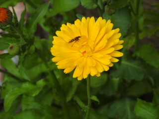 daisy like flowers with insects