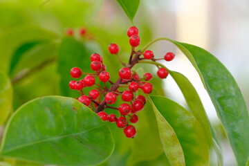 fruits of Ilex rotunda Thunb., Aquifoliaceae