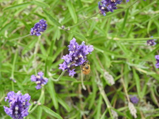hoverfly feeding on lavender 