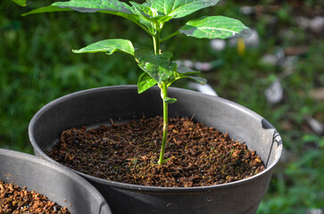 young chili seeds in a black plastic pot. young plant in soil