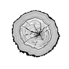 Obrazy na Plexi  Słoje drzewa, przekrój drzewa - ilustracja wektorowa