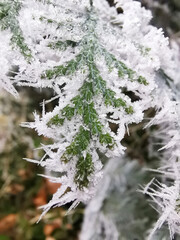 Winter leaf with crystallized ice from the morning frost 