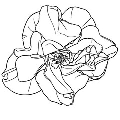 Yorkshire Rose Floral Illustrative Line Art Decorative Design