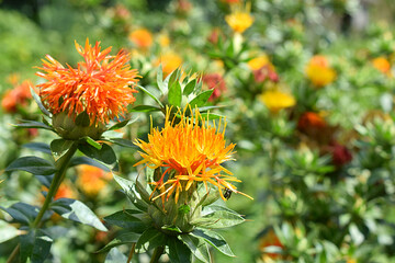 Orange safflower flowers in the field.