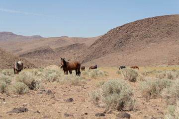 Wild Horses near Reno in Nevada, USA