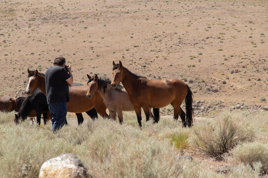 Wild Horses are Becoming Habituated to People as Middle Aged Male Photographer Approaches Them