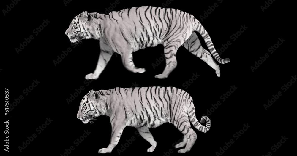 Wall mural set of white tiger running and walking realistic animation. isolated animal video including alpha ch