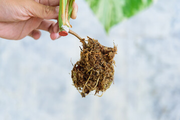 nursery root of  Monstera Borsigiana Albo Variegated before cutting for plant