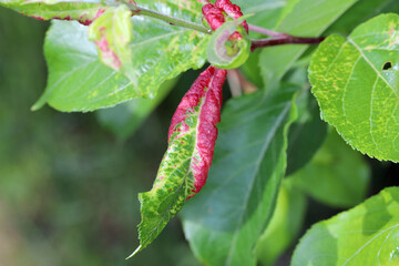 Red discolored apple leaves due to aphids Dysaphis radicicola radicola. Pest of fruit trees in orchards and gardens.
