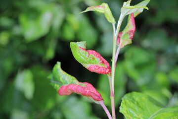 Red discolored apple leaves due to aphids Dysaphis radicicola radicola. Pest of fruit trees in orchards and gardens.