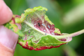Red discolored apple leaves due to aphids Dysaphis radicicola radicola. Pest of fruit trees in orchards and gardens.