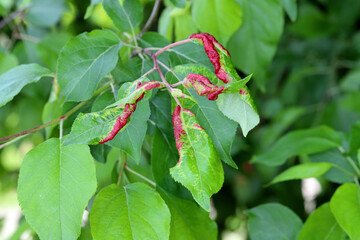 Red discolored apple leaves due to aphids Dysaphis radicicola radicola. Pest of fruit trees in...