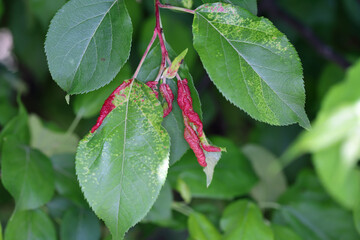 Red discolored apple leaves due to aphids Dysaphis radicicola radicola. Pest of fruit trees in orchards and gardens.