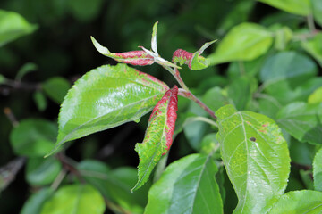 Red discolored apple leaves due to aphids Dysaphis radicicola radicola. Pest of fruit trees in orchards and gardens.