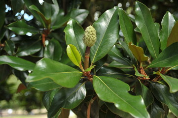 Plantes et arbres tropical